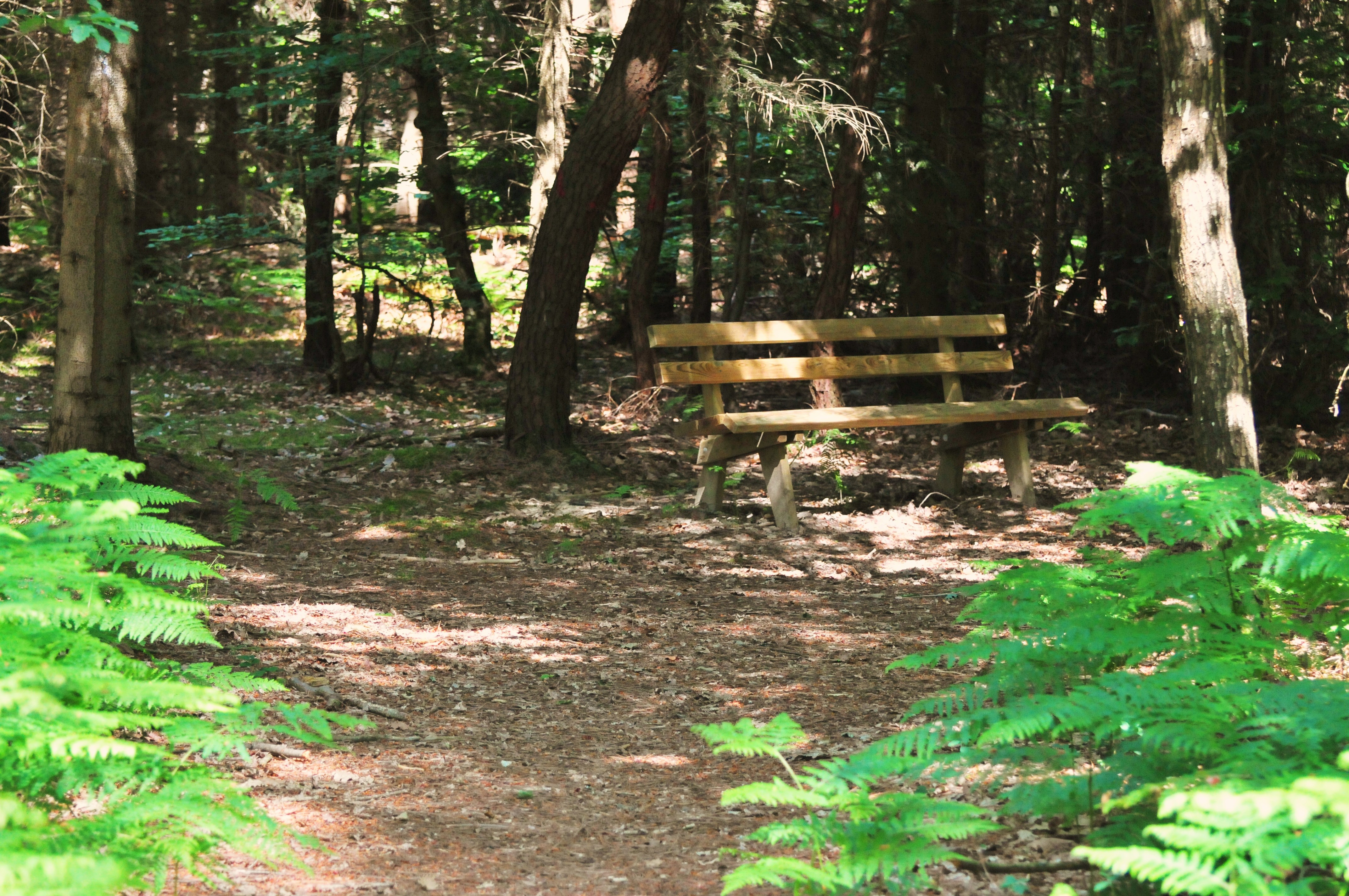 La Forêt Domaniale de Mareuil - photo 4
