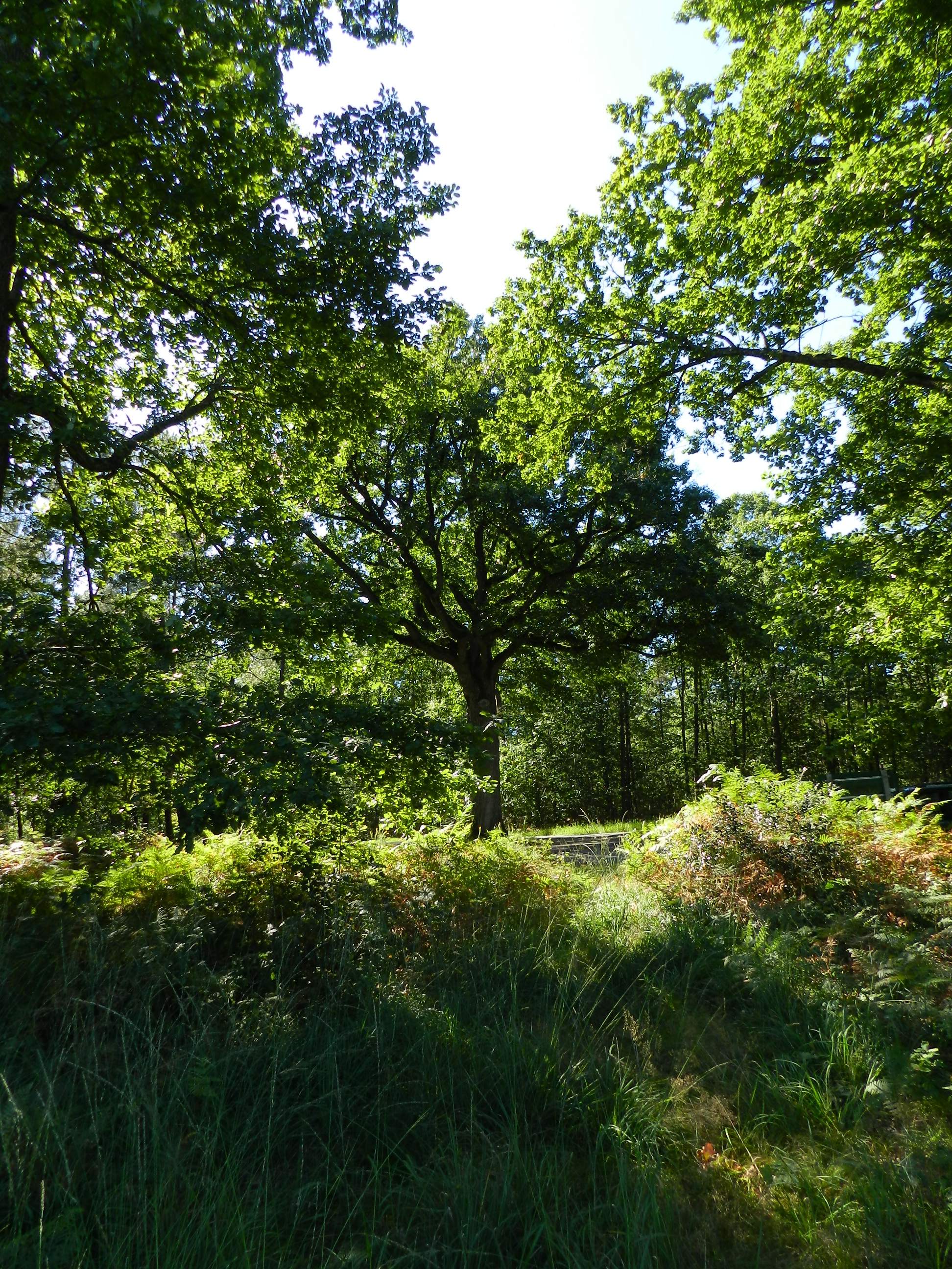 Forêt Domaniale de Moulière, Montamisé
