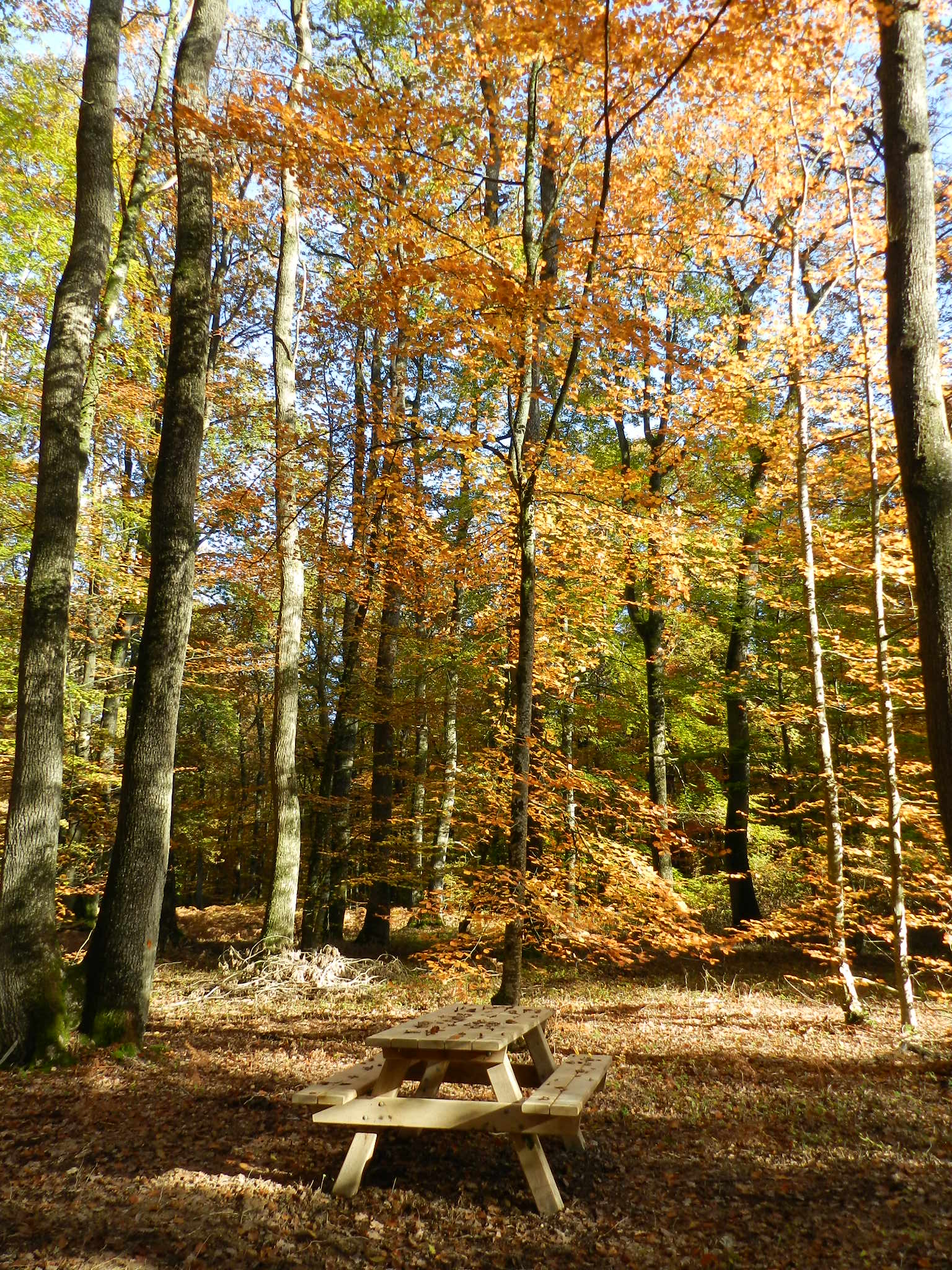 Forêt Domaniale de Saint-Sauvant