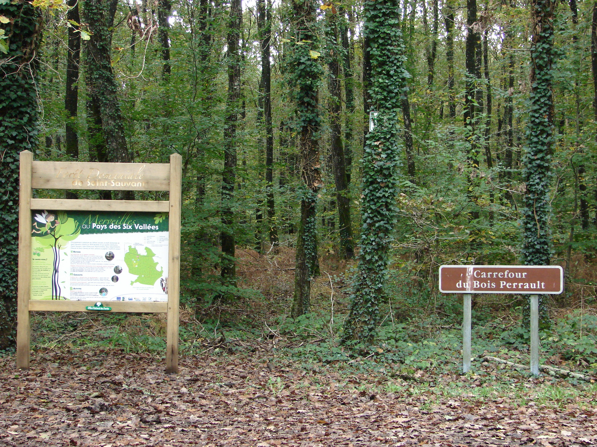 Forêt Domaniale de Saint-Sauvant, Saint-Sauvant