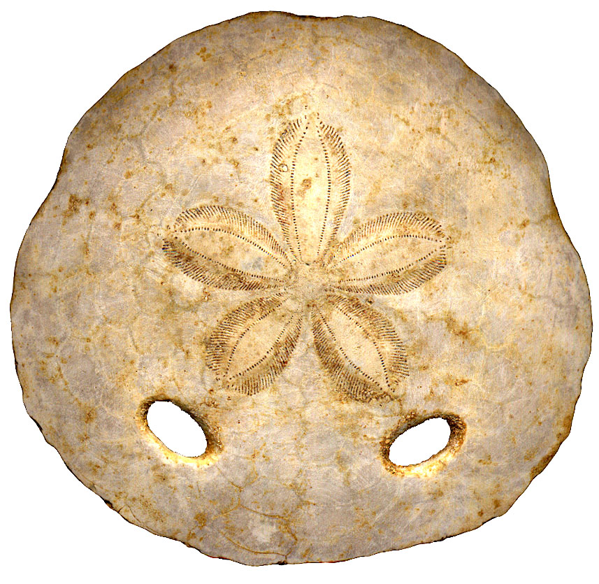 Réserve naturelle géologique de Saucats-La Brède, Saucats - photo 3