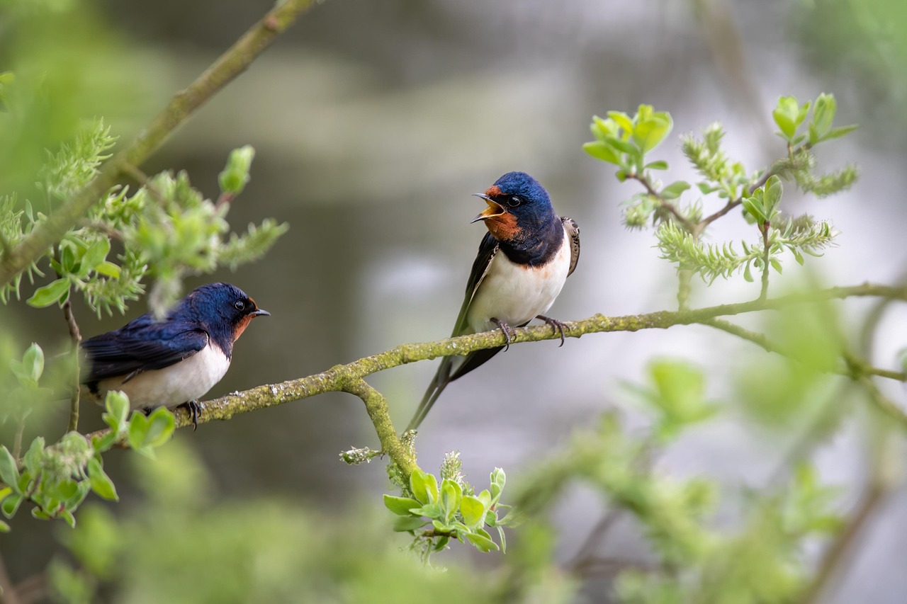 A la découverte de nos oiseaux — visuel événement