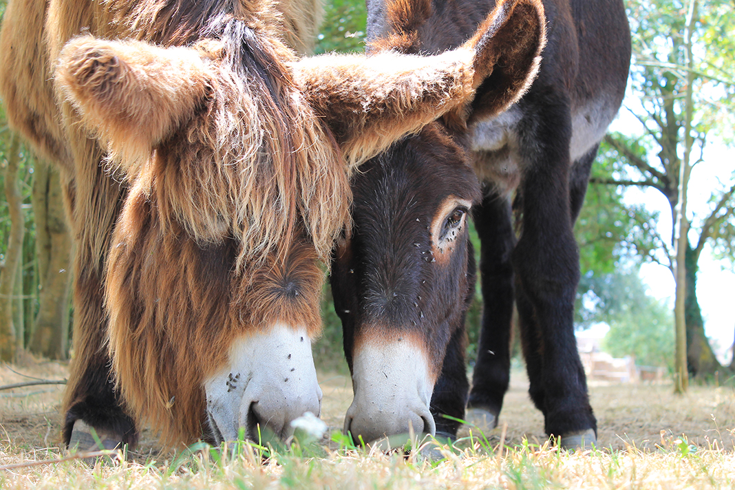 Le Fournil du Logis des Baillargères, Coulonges-Thouarsais - photo 9