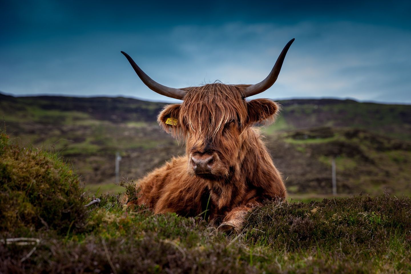 Sortie nature "des orchidées et des highlands sur un coteau" — visuel événement