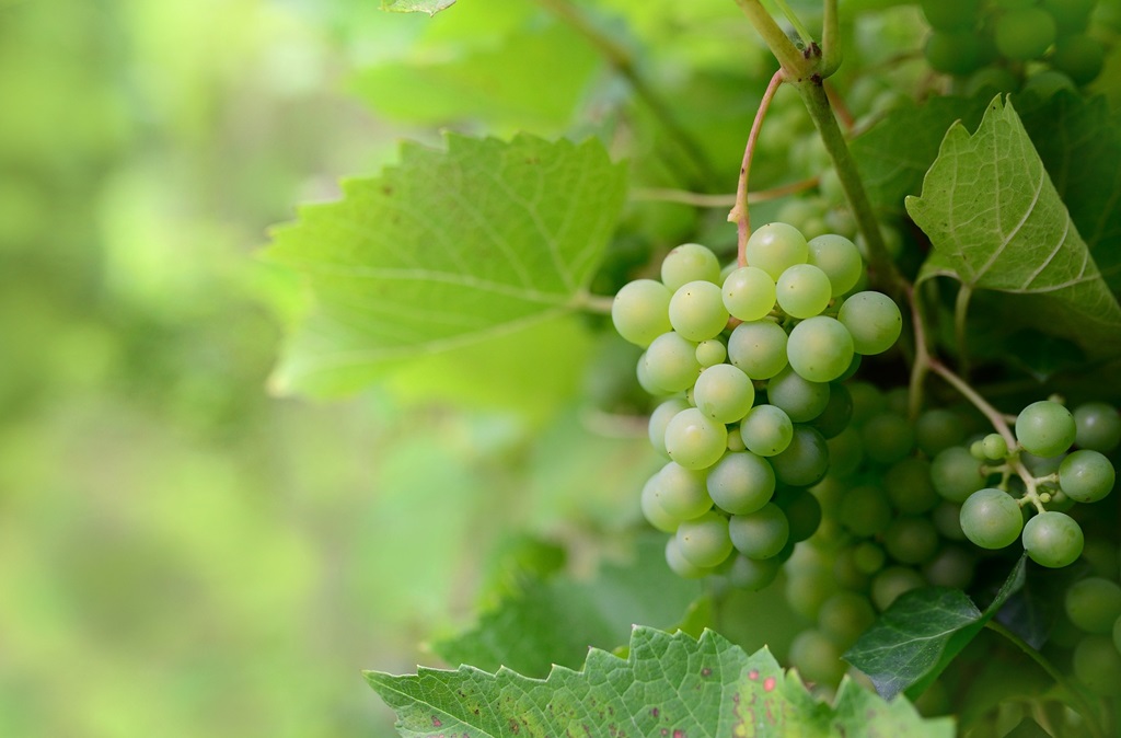 Foire aux vins de Sigoulès — visuel événement