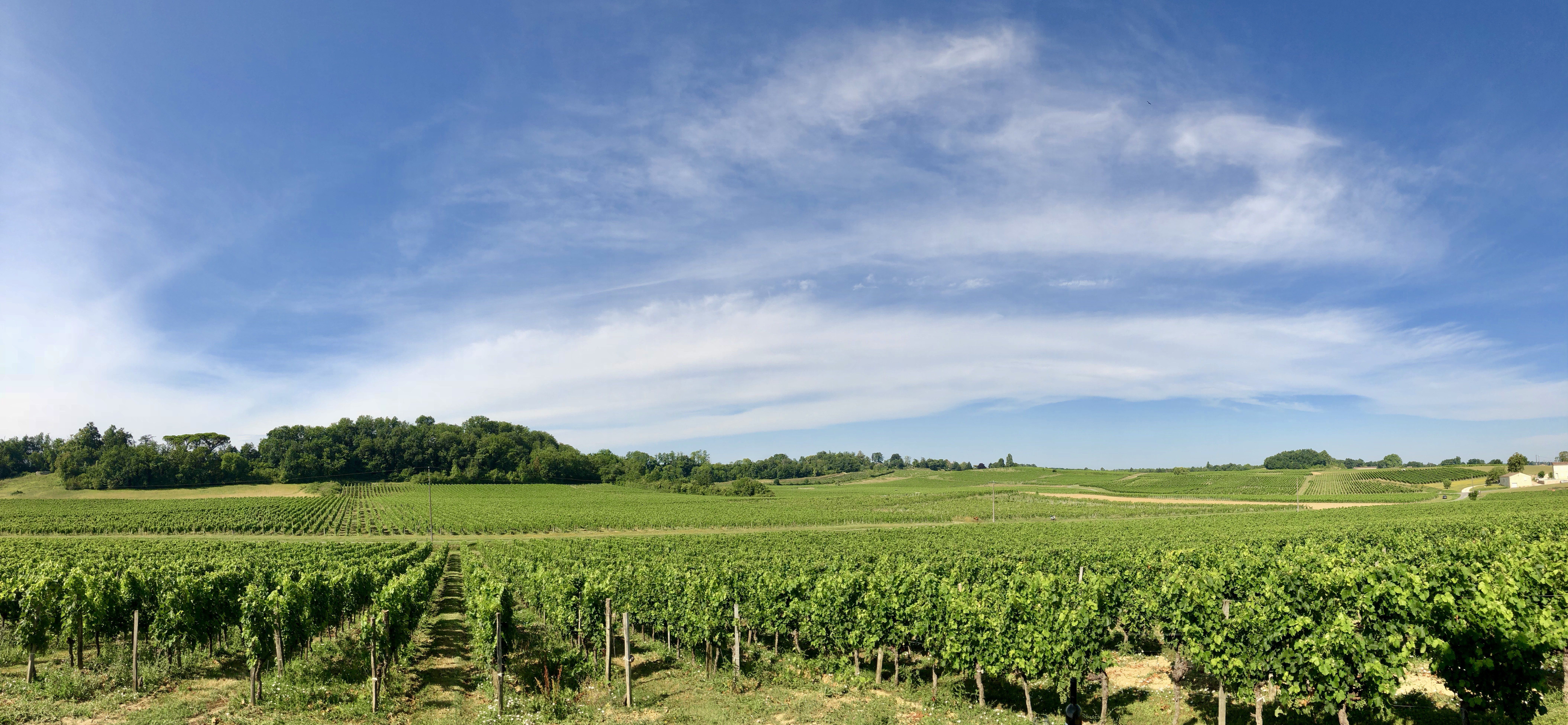 Château George 7 - photo 4