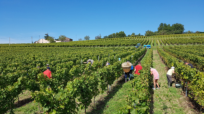 Château Loupiac-Gaudiet - photo 3