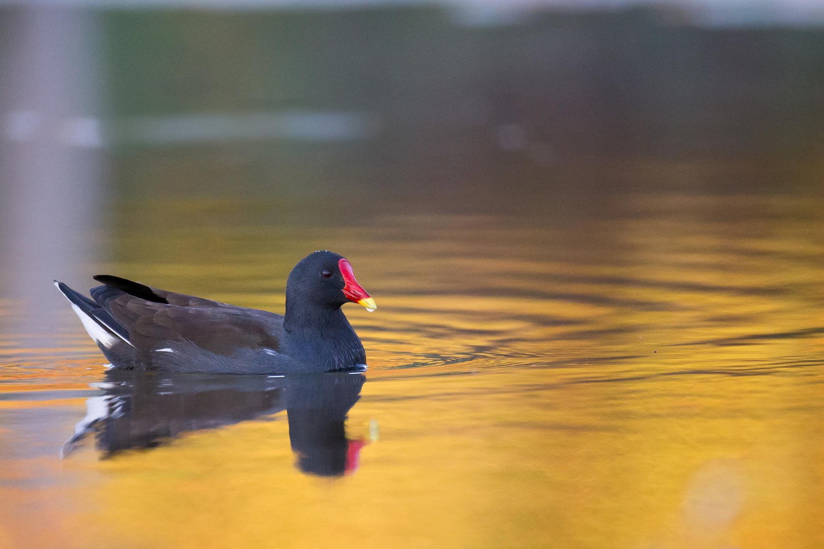 A l'affût de la faune sauvage au Grand Etang de la Jemaye, La Jemaye-Ponteyraud