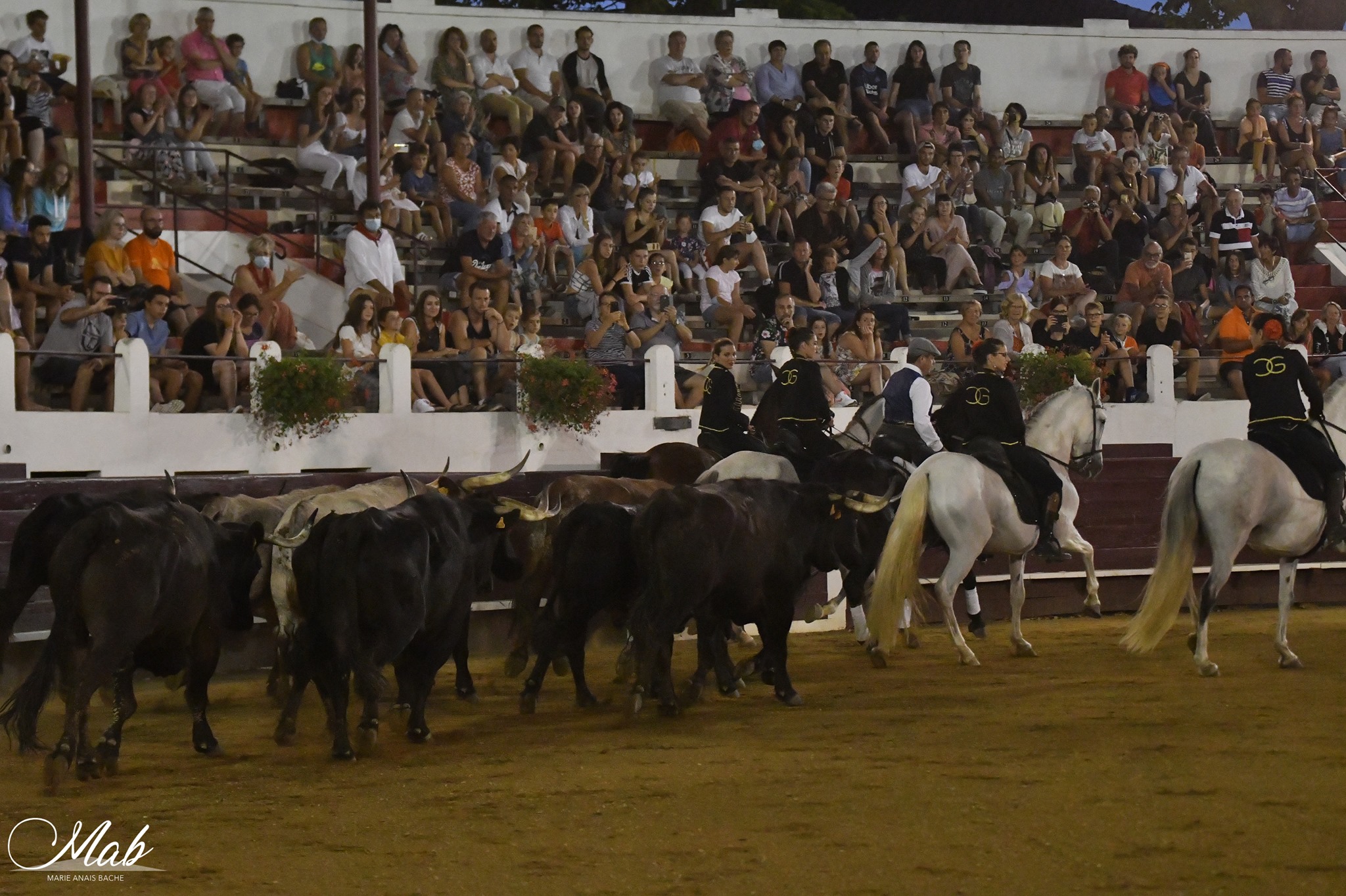 Ganadéria Grenet, Labatut