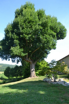 La Grange de Gazelle, Saint-Antoine-de-Ficalba - photo 6