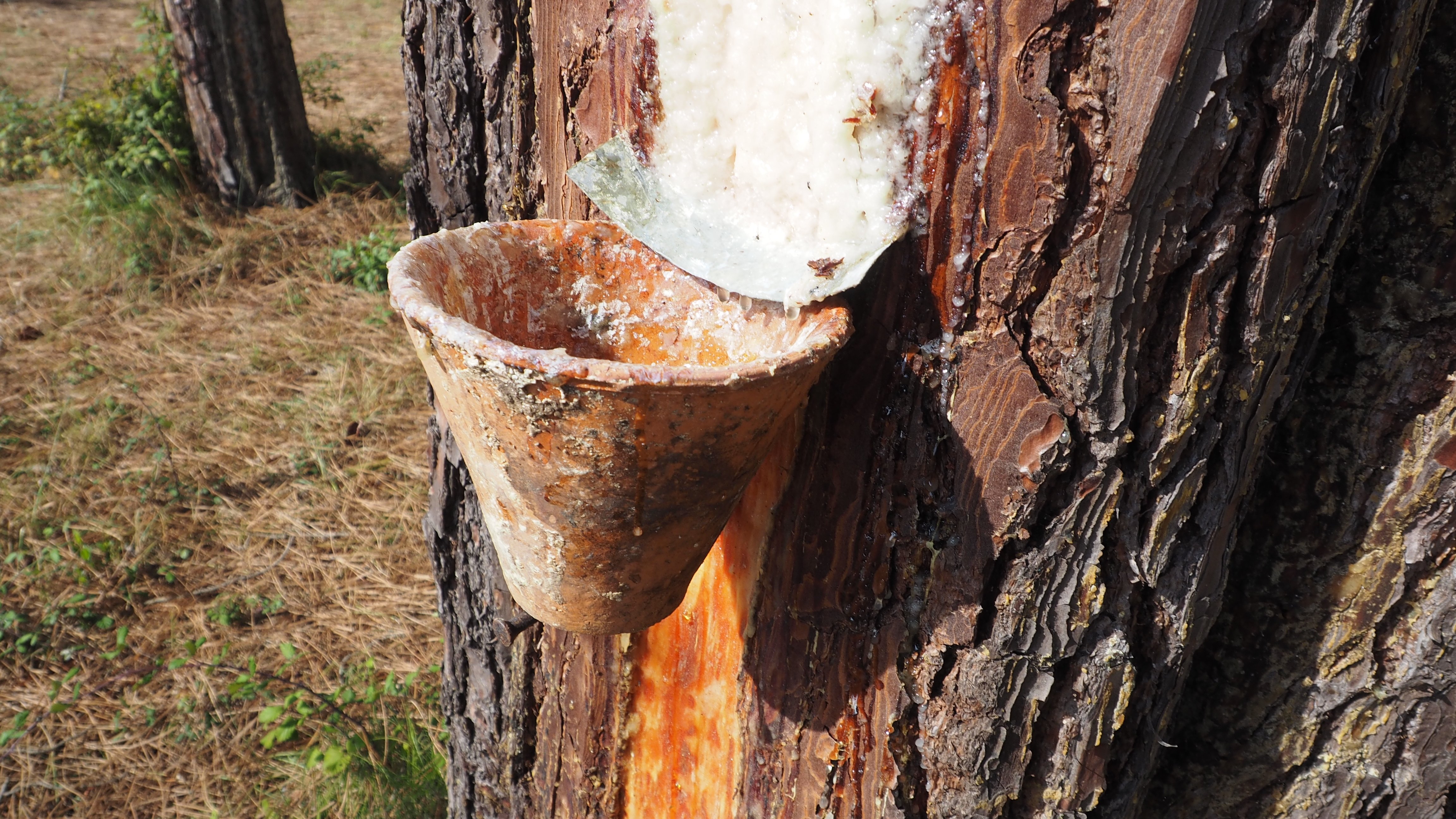 Démonstration de gemmage 