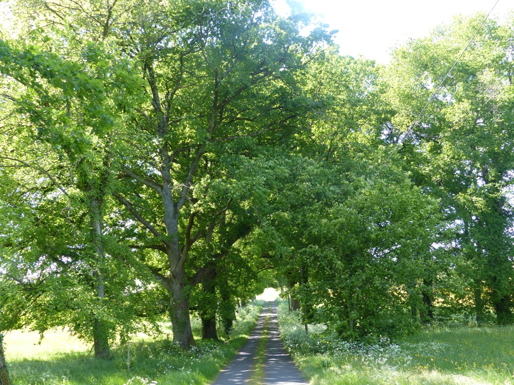 La Ferme de la Forêt, Beauronne - photo 13