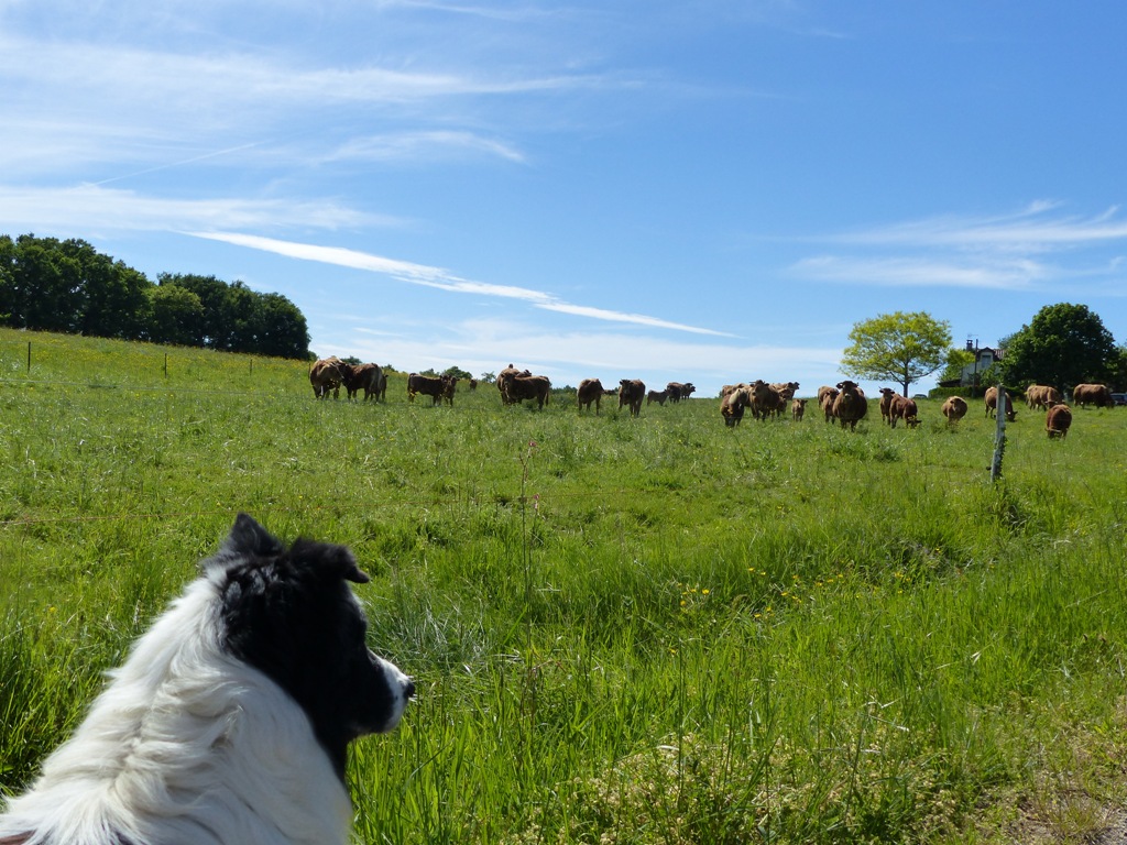 La Ferme de la Forêt, Beauronne - photo 7