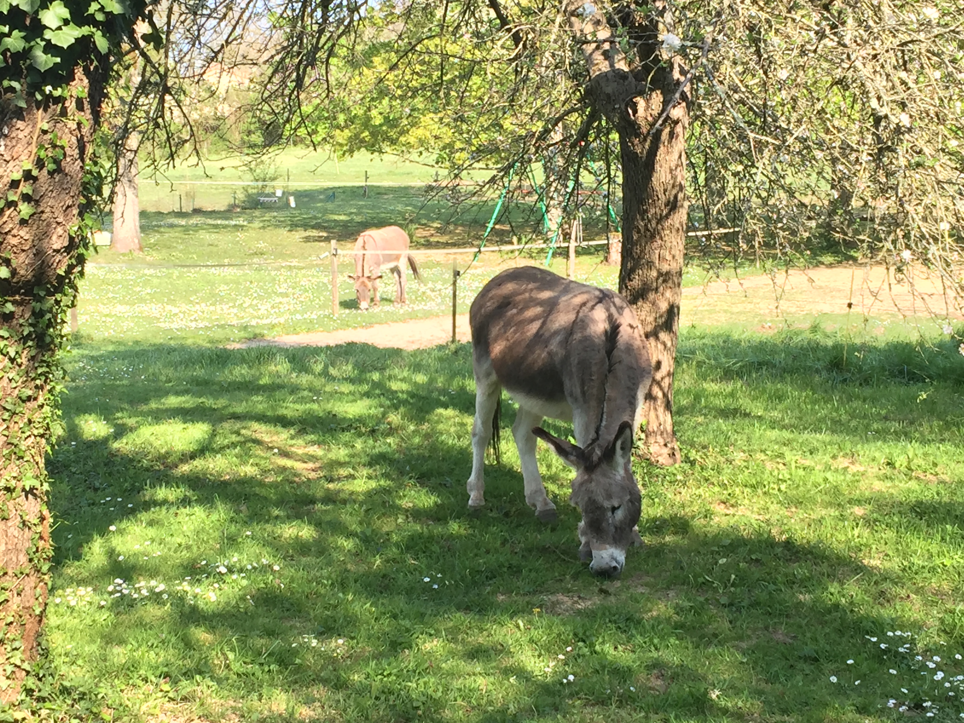 Gîte Nature du Domaine de Puy Le Comte, Montamisé - photo 2