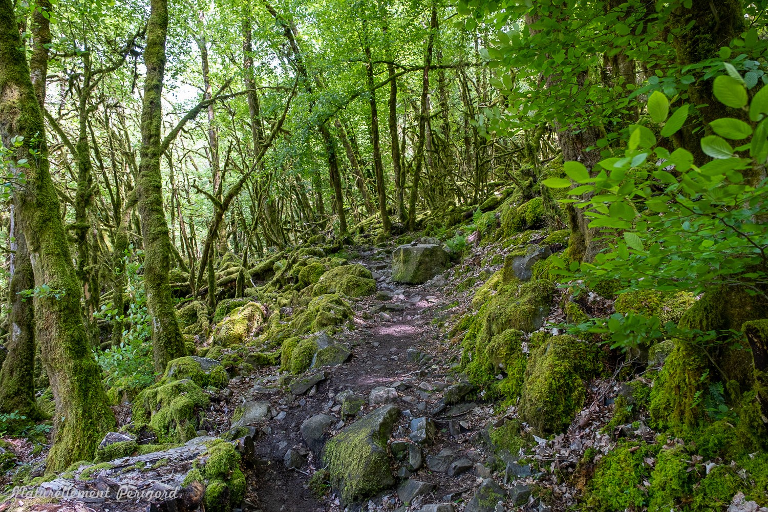 Circuit VTT Naturellement Périgord n°13 bleu, Saint-Mesmin - photo 4