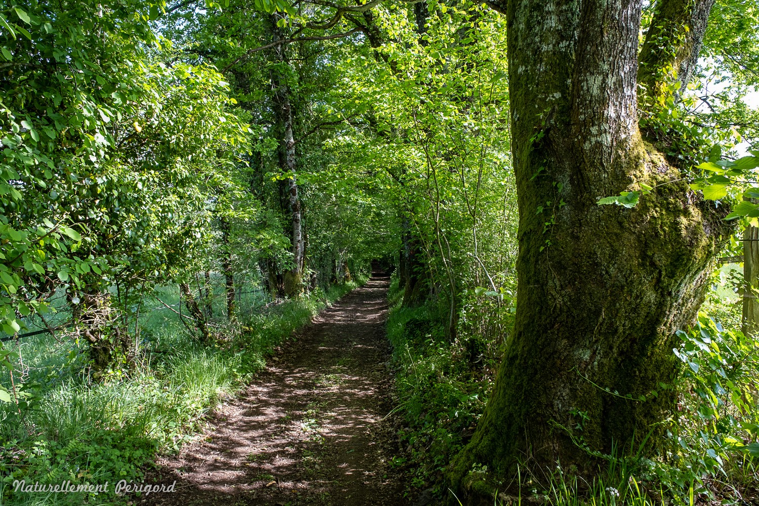 Circuit VTT Naturellement Périgord n°13 bleu, Saint-Mesmin - photo 2