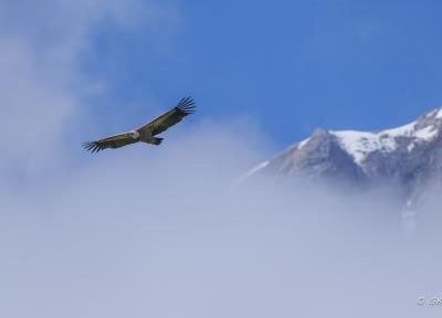 Saisir l'instant du vol en Photographie animalière