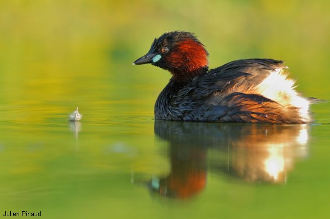 Grand Etang de Saint Estèphe, Saint-Estèphe