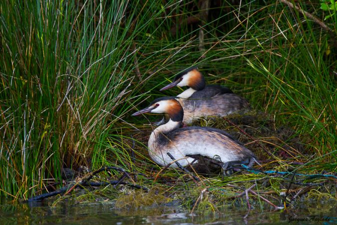 Grand Etang de Saint Estèphe, Saint-Estèphe - photo 2