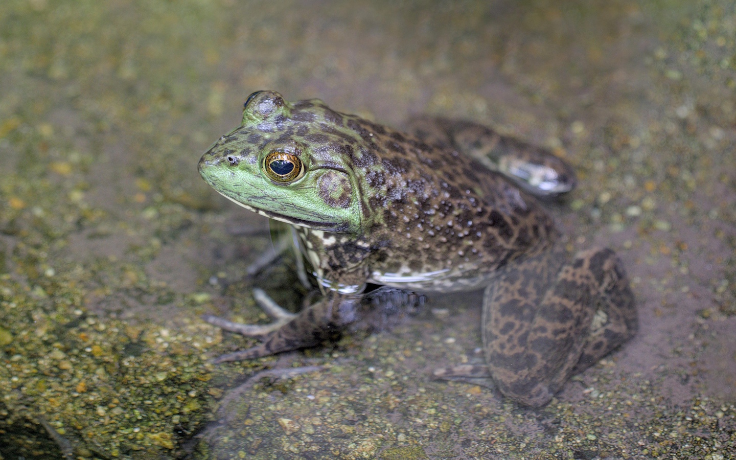 Sortie nature CPIE Pays Basque : "La double vie des amphibiens", Estérençuby - photo 2