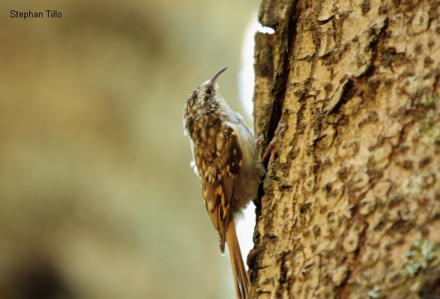 La Forêt d'Hayra
