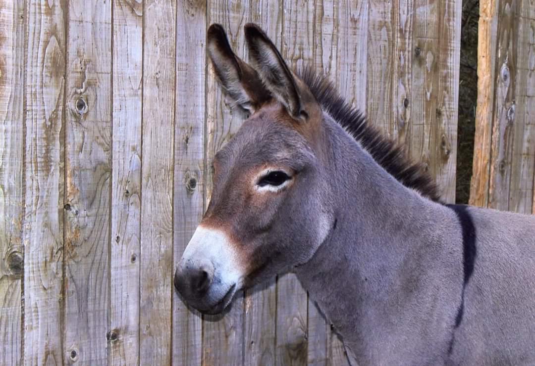 Ferme Pédagogique de la Bitarelle