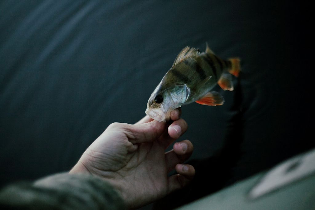 Parcours carpe de nuit de Peyrat-de-Bellac