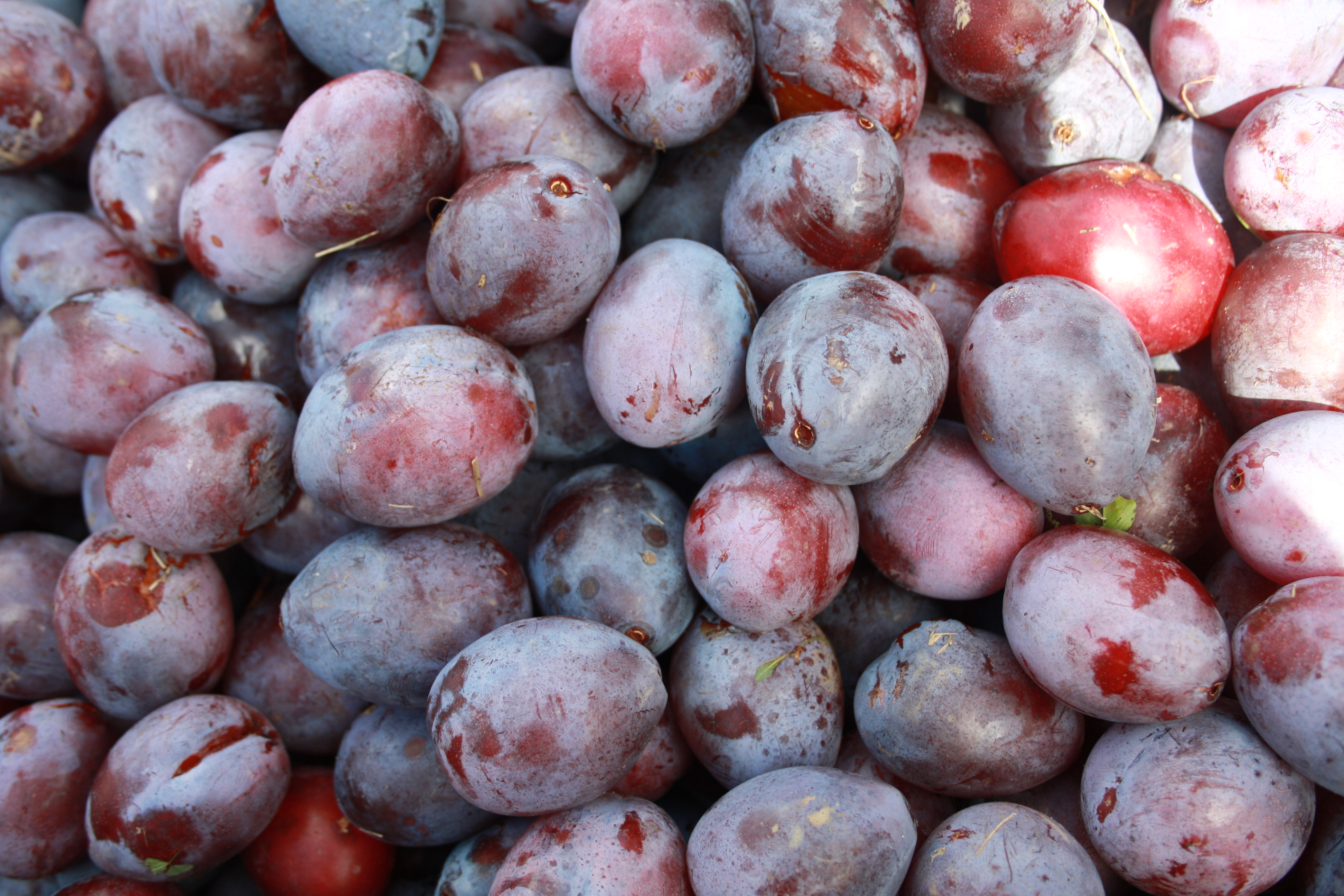 La Ferme du Plessis - photo 3