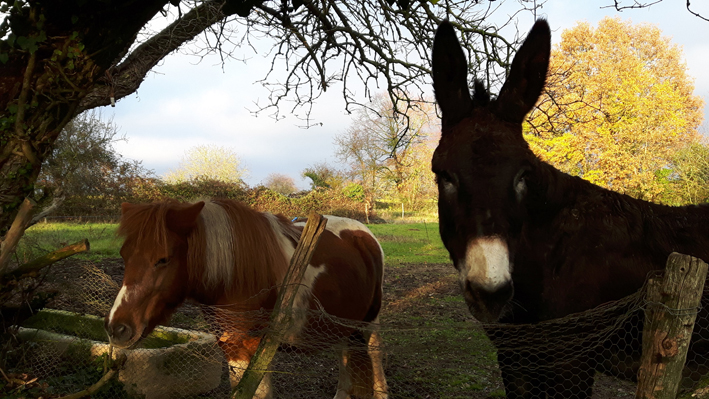 Gîte Ma Campagne, Pouillé - photo 7