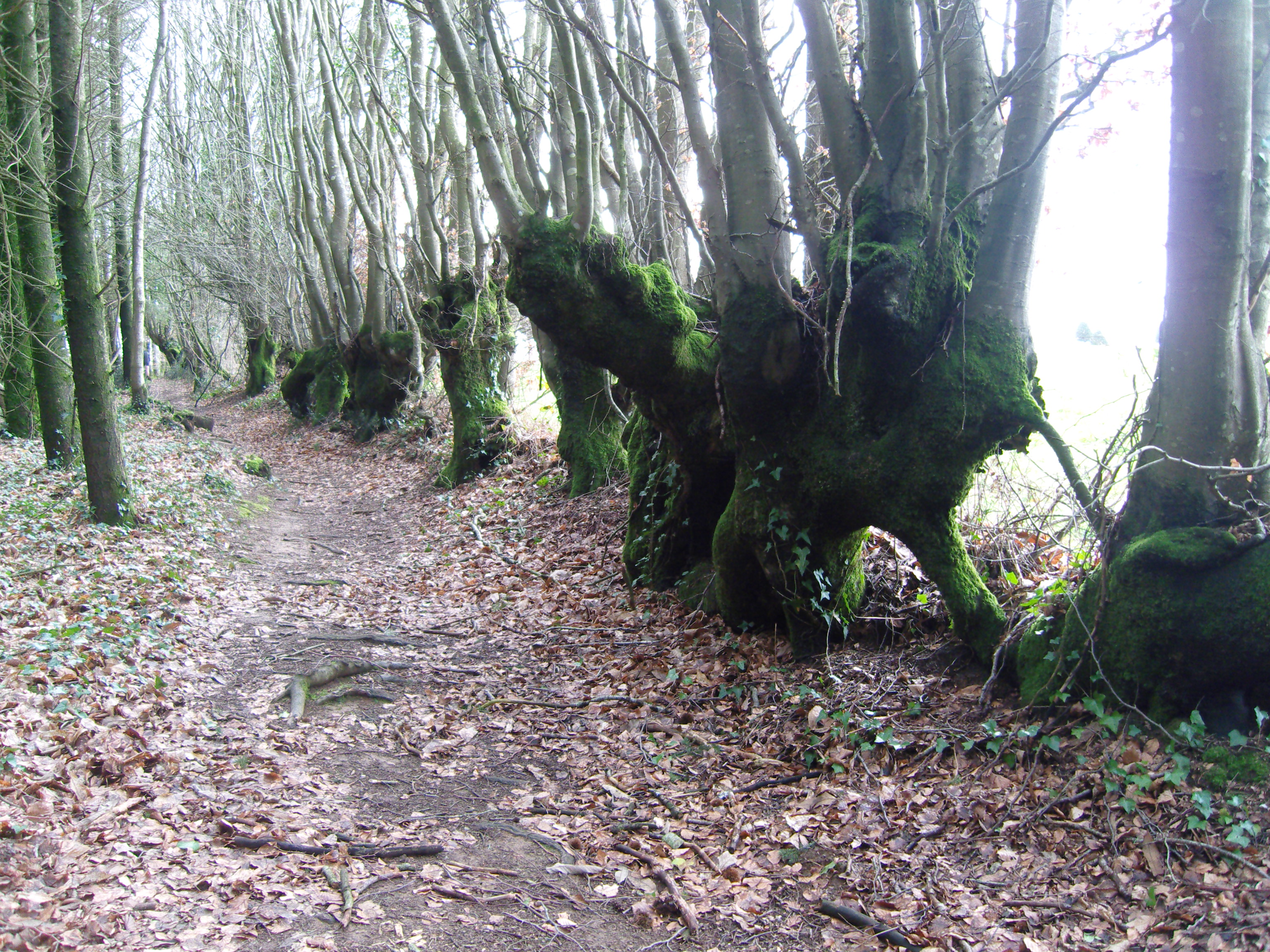 Escapade Forestière - photo 2