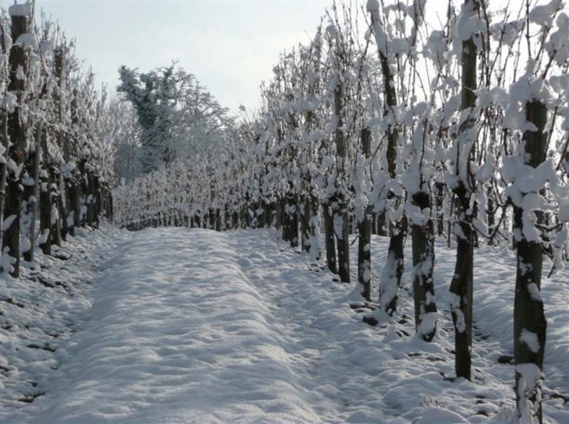 Domaine Haugarot