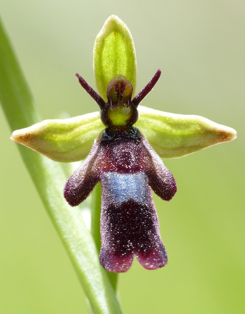 Balade botanique :découvrir les orchidées