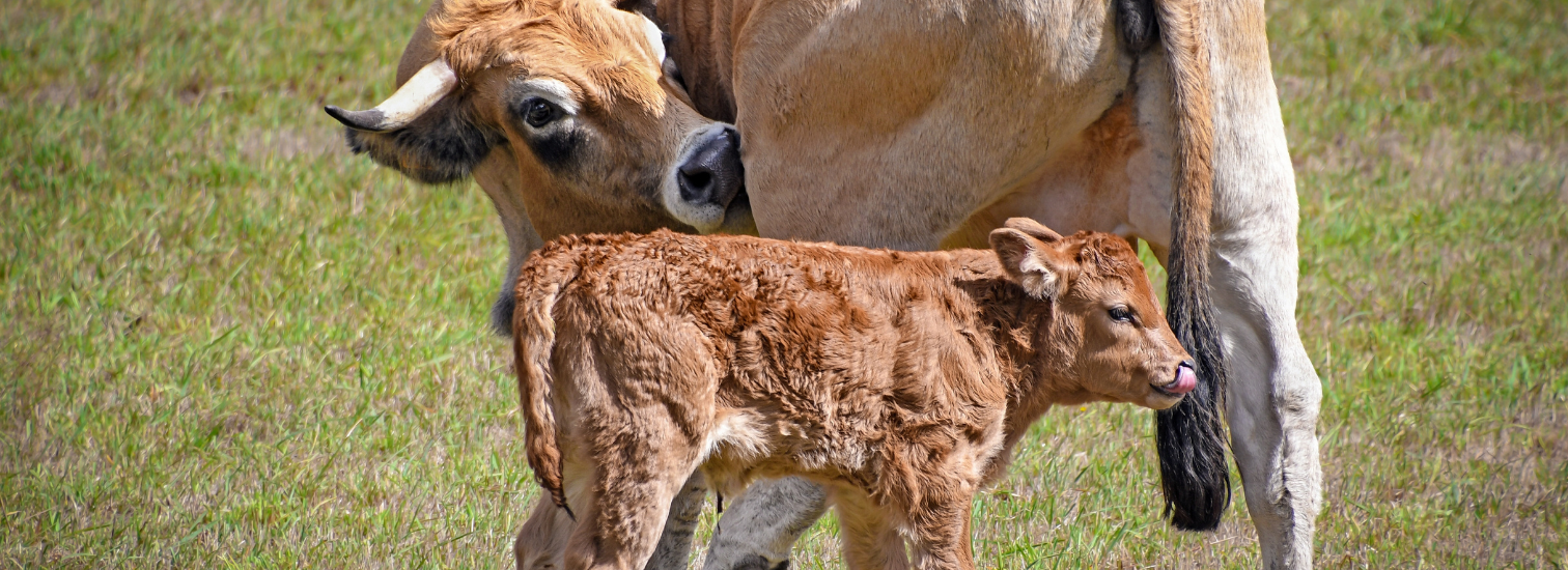 Elevage Fabien Marthon