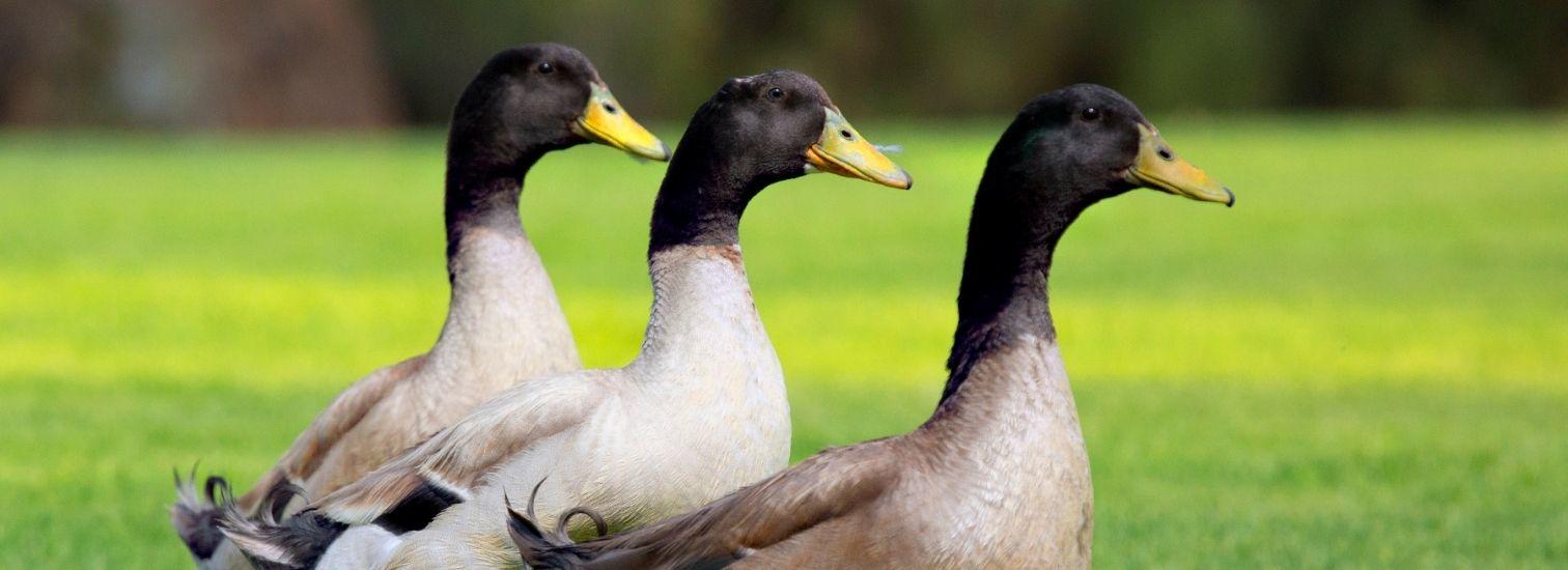 Le can'art du chauffour - GAEC Isa et Flo