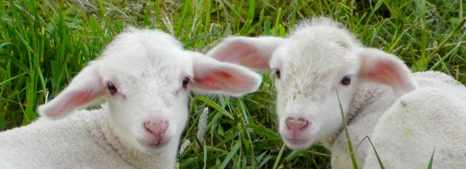 La ferme de Marjo'Laine