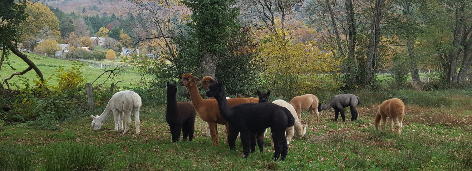 Les Alpagas des Monédières