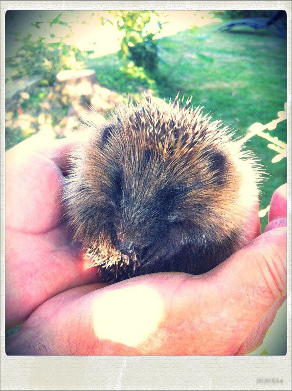 LE GÎTE DU HÉRISSON, Le Grand-Bourg - photo 6