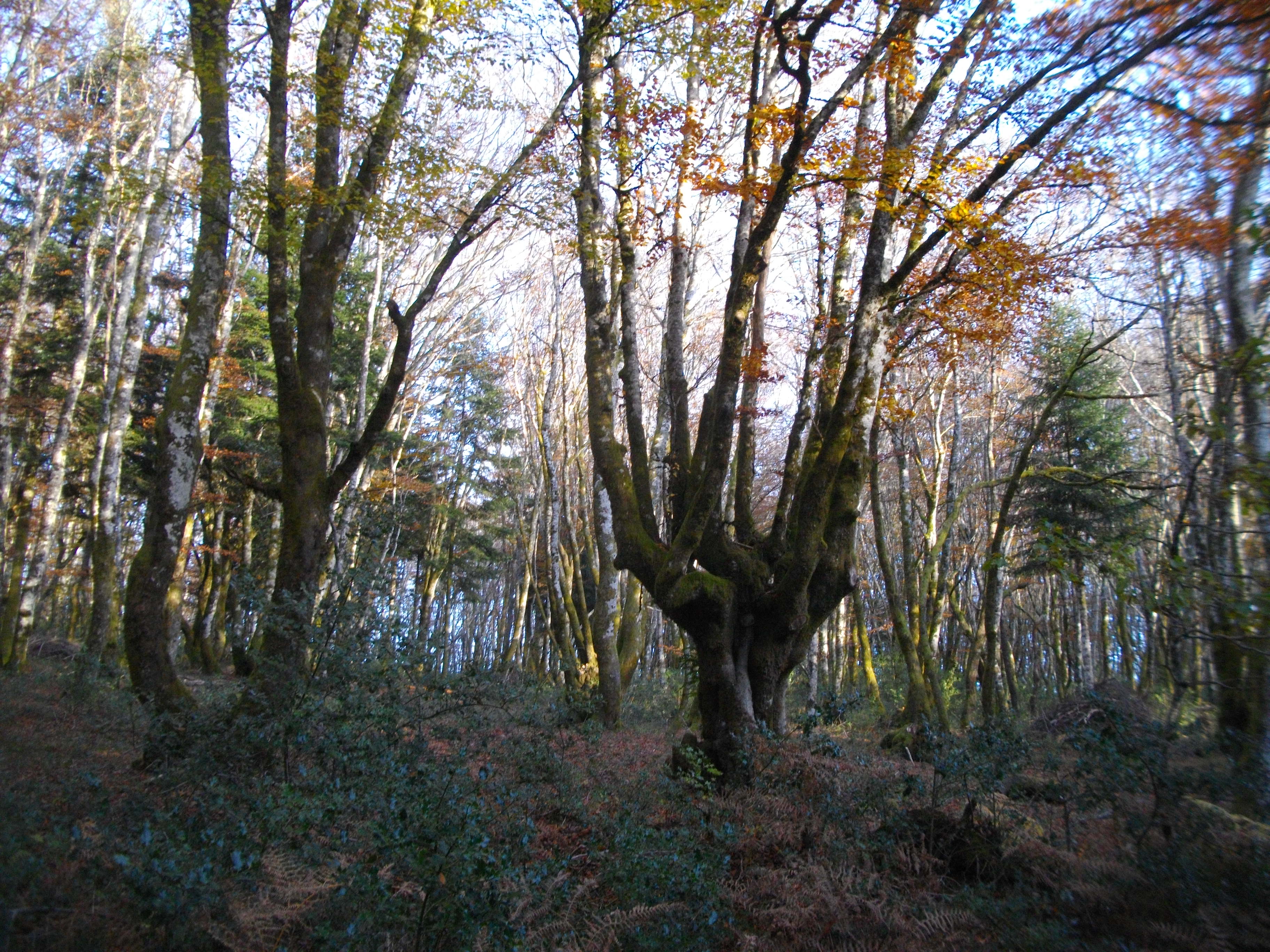 La piste blanche - 15 km