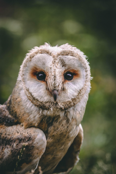 Hibou-Rando au profit du Téléthon