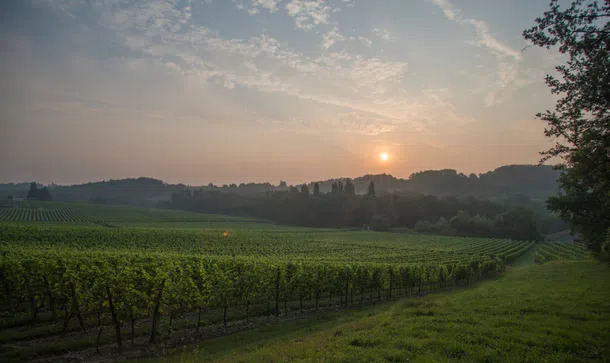 Vignobles MEYNARD — photo 3