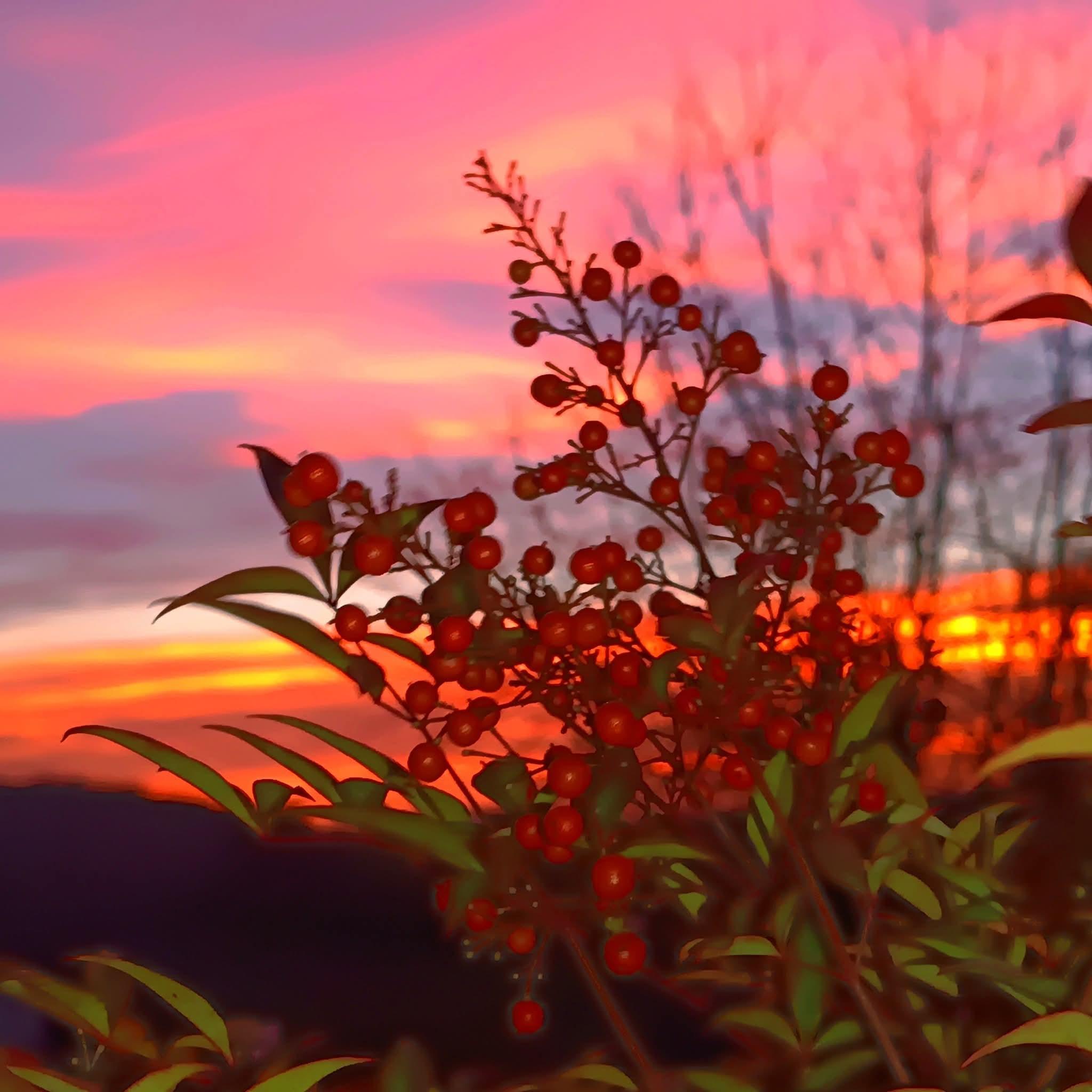 Pleine Fage piscine privée proche de Sarlat, Borrèze - photo 23