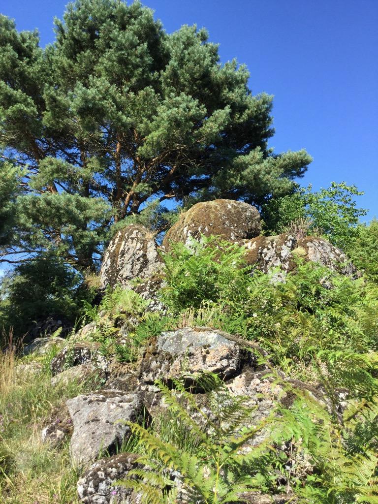 Landes serpentinicoles des Pierre du Mas, La Porcherie - photo 3
