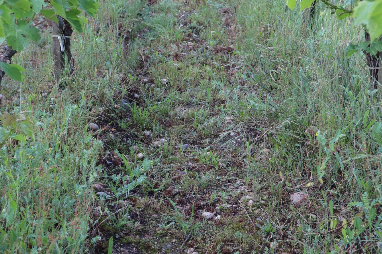 Domaine de Mauriet — photo 2
