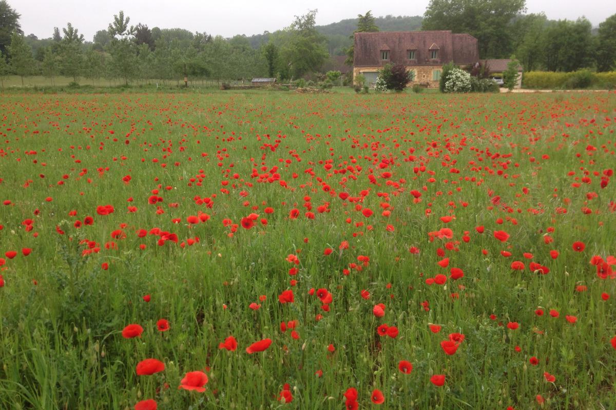 Amour de Nature proche de Sarlat - photo 4