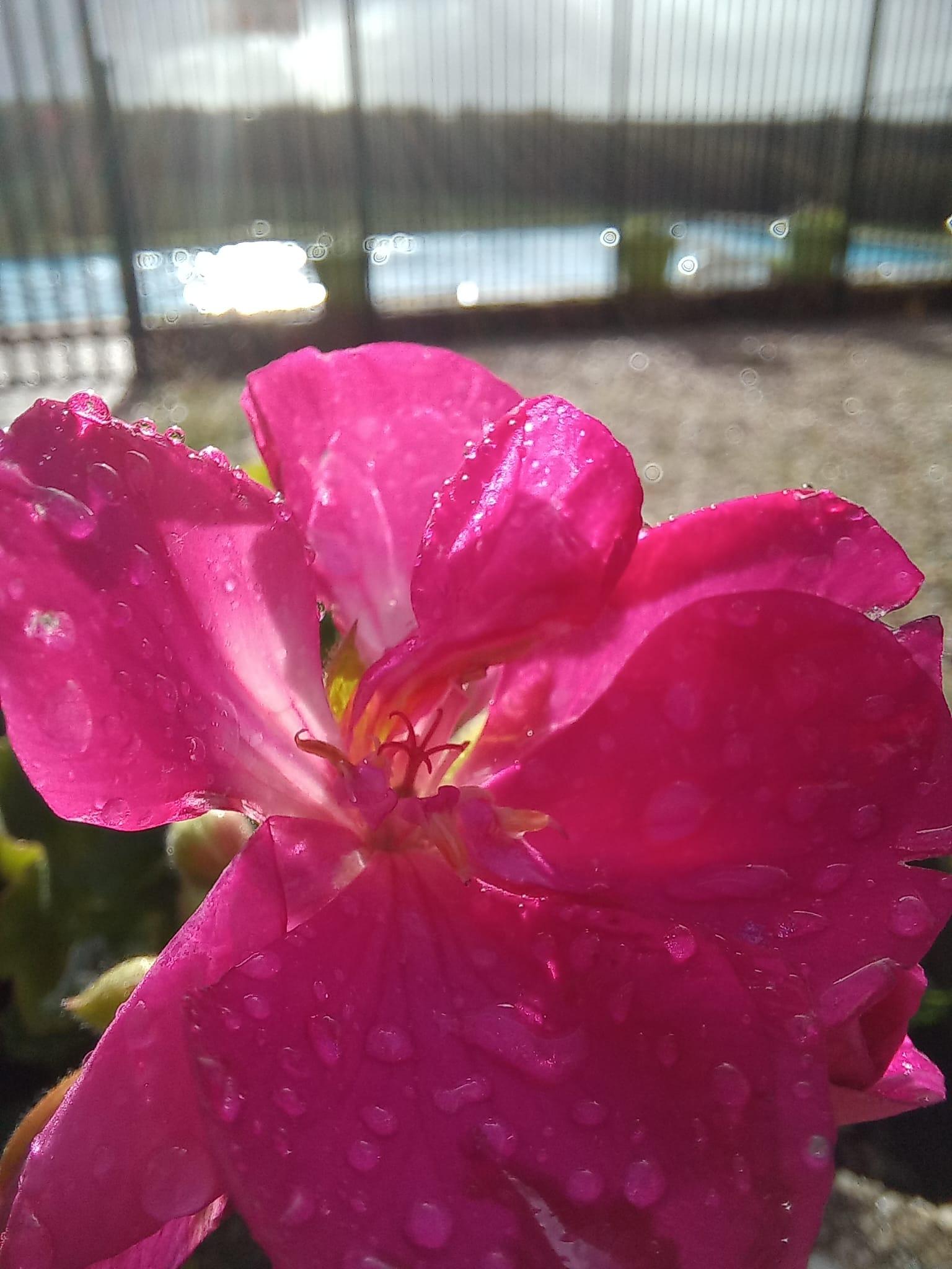 Pleine Fage piscine privée proche de Sarlat, Borrèze - photo 29