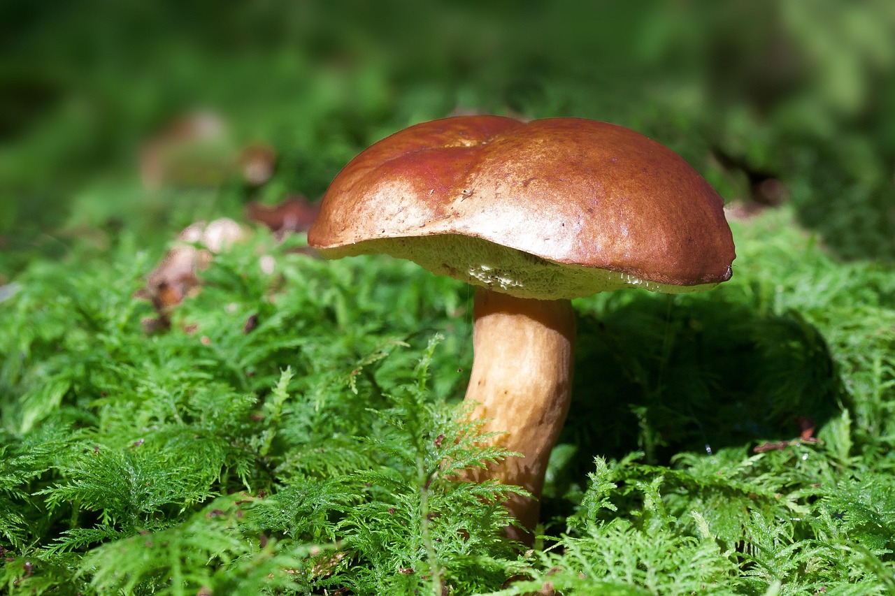 Sortie champignons à la forêt d'Epagne