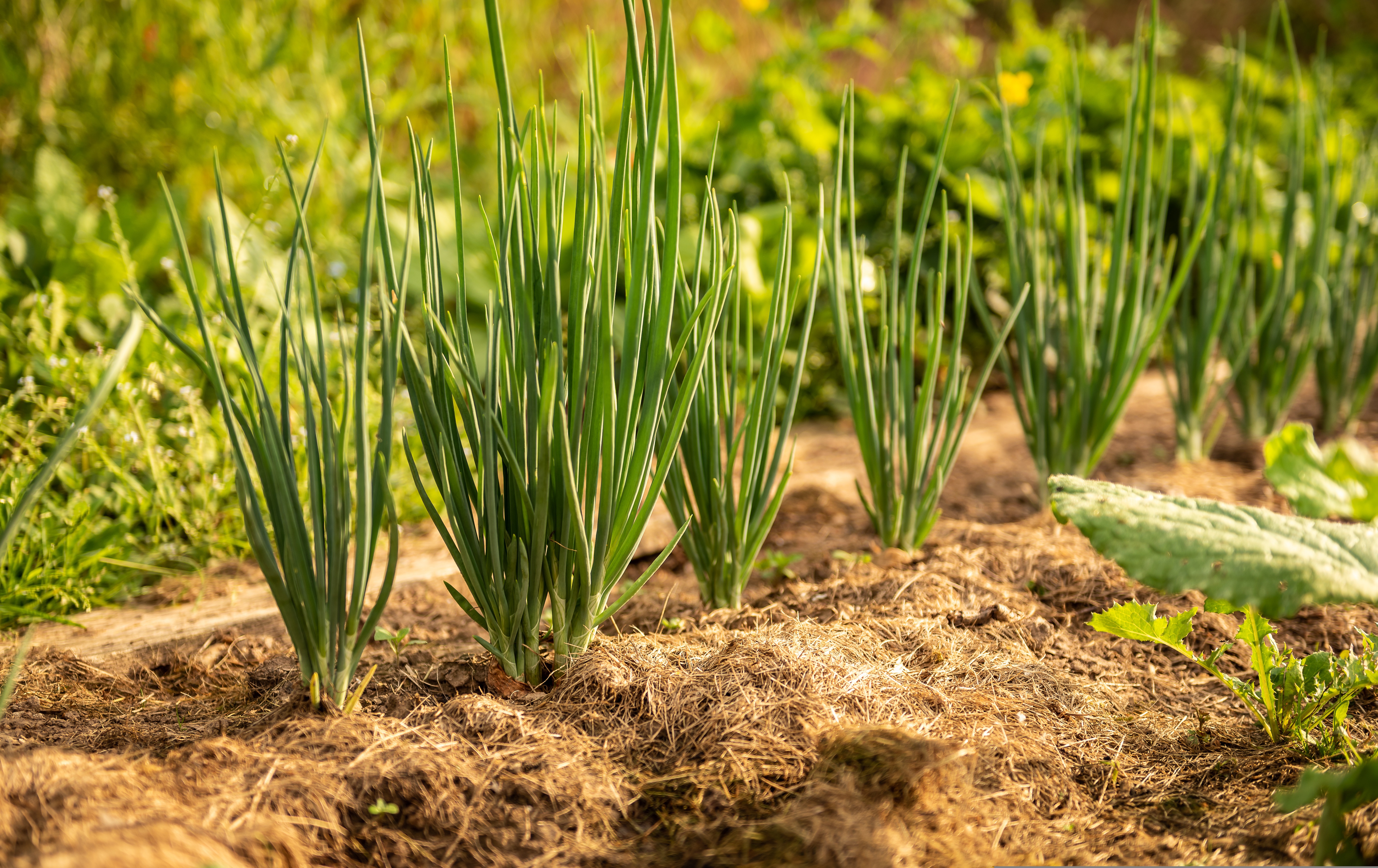 Troc de plants — visuel événement