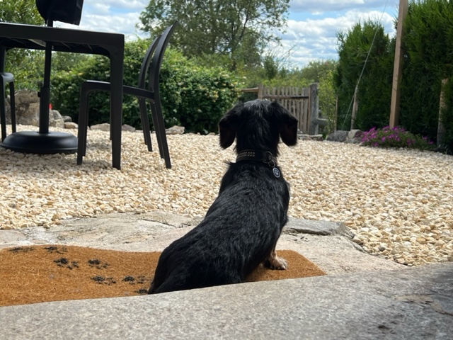 Les Petits Chiens - Gîte Grand Pépé