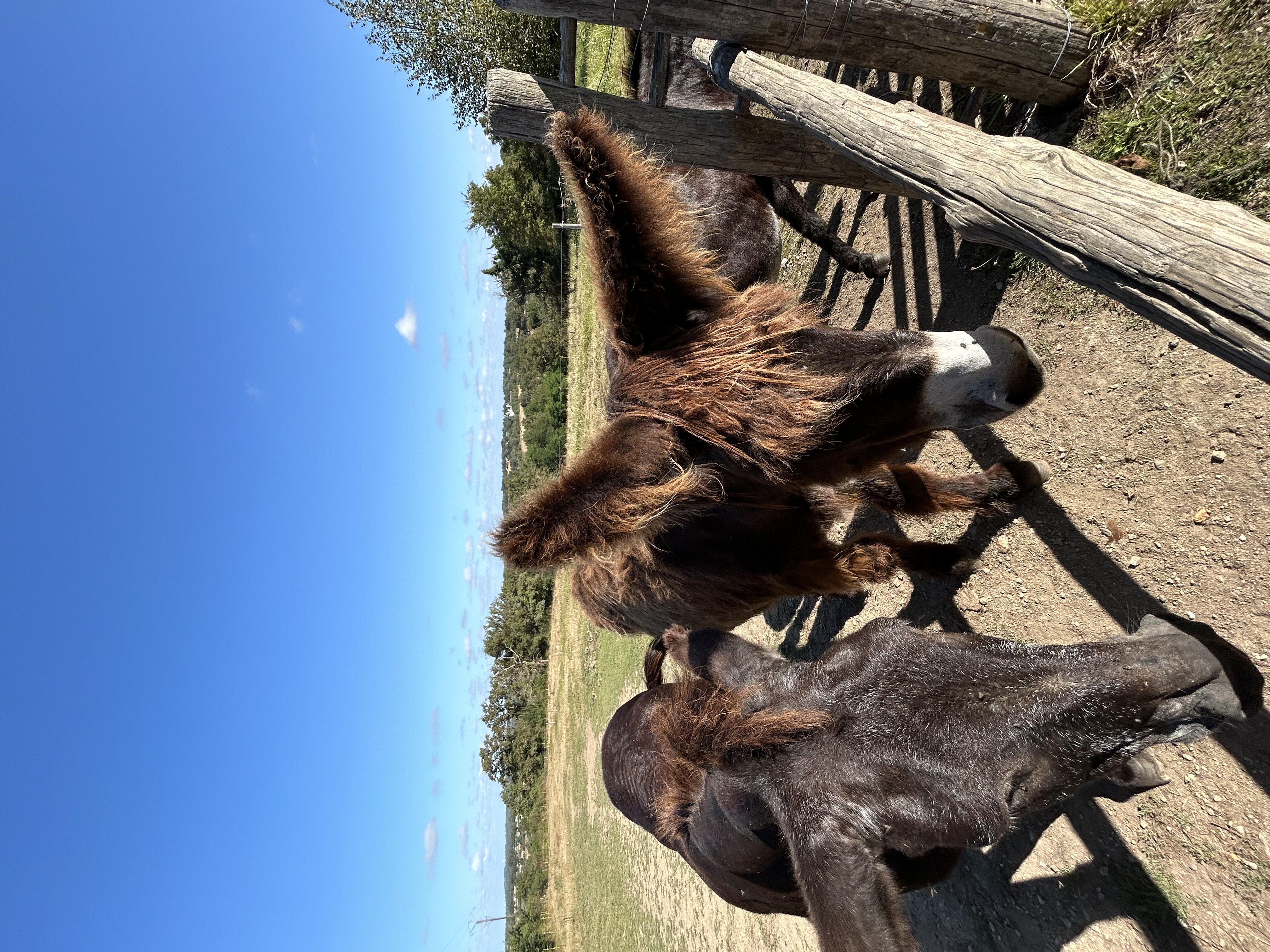 Ferme pédagogique - Lathus-Saint-Rémy - photo 2