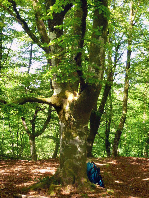 La balade du Grand murin, Razès - photo 3